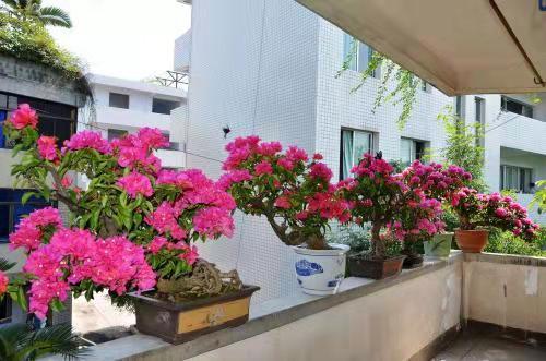 三角梅盆景制作教程,什么品种的三角梅适合制作成盆景