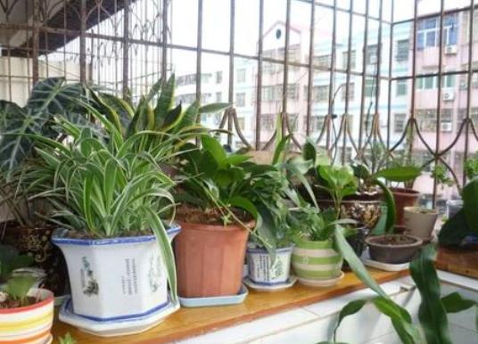 盆栽里面有蚯蚓怎么去除,成活的盆栽可以放蚯蚓进去吗