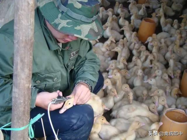 鸭眼流粘液,鸭支原体