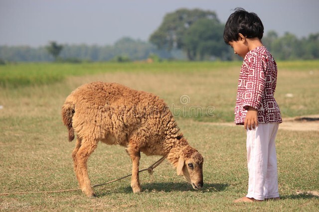 羊传染性结膜炎角膜炎解剖图,沙眼是慢性传染性角膜结膜炎吗