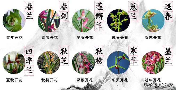 每日一品～中国兰花～春兰茗品～美芬荷