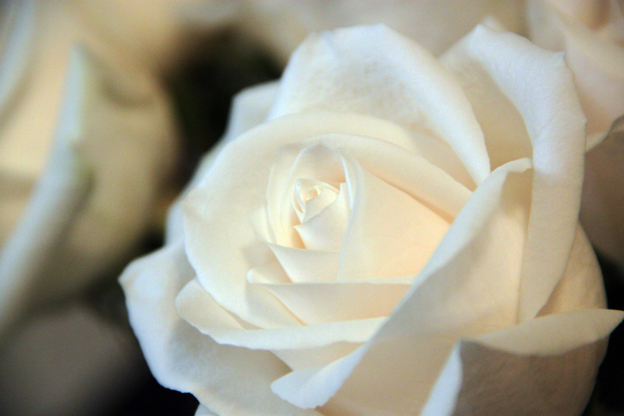 香槟玫瑰花颜色代表含义,玫瑰花朵颜色的含义