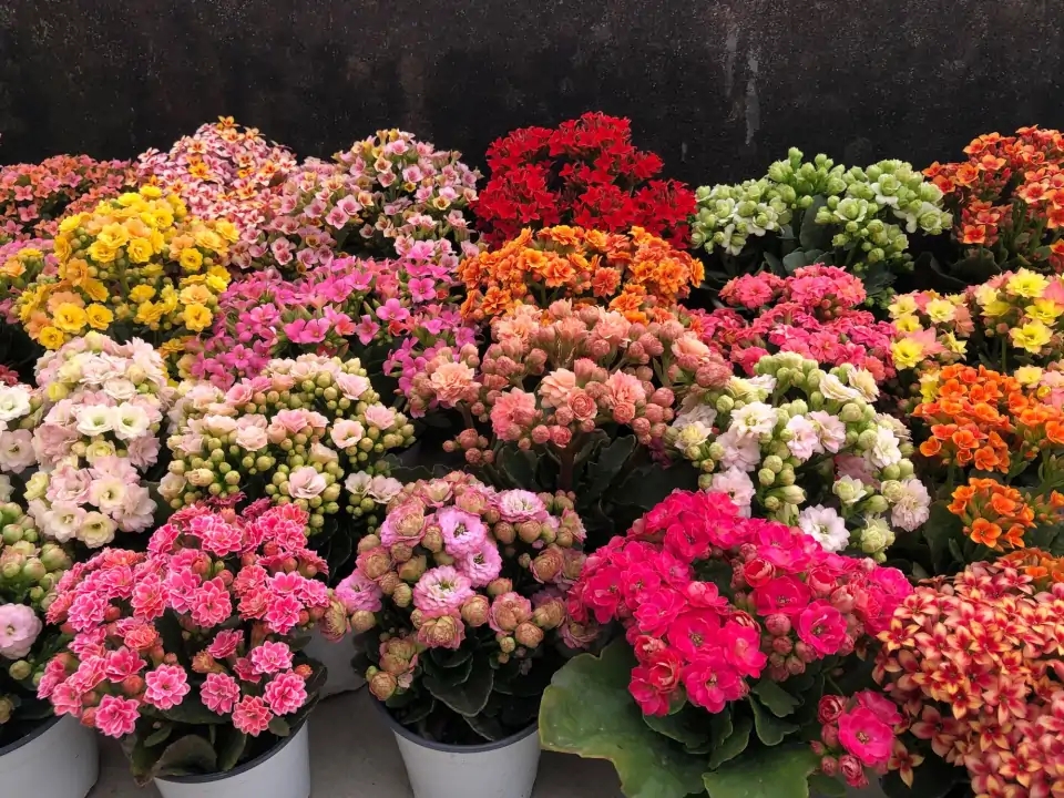 好养的盆栽花卉大全,人养花花