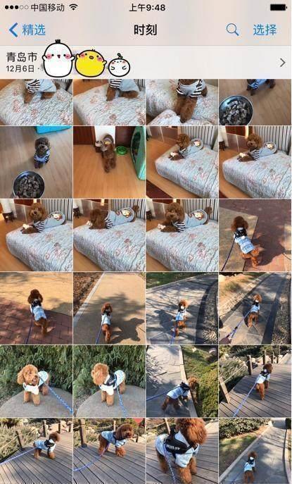 泰迪犬的十大坏处,养泰迪犬的好处和坏处