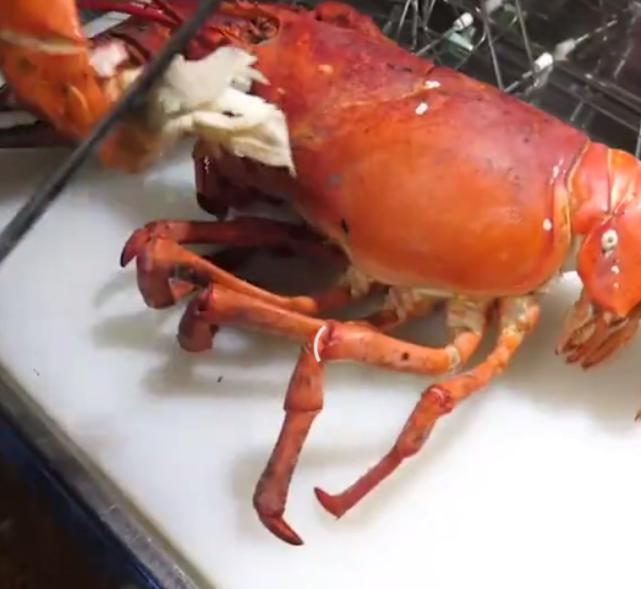 日本小哥花钱购买海虾，钳子肉很饱满，蘸上酱料吃太过瘾