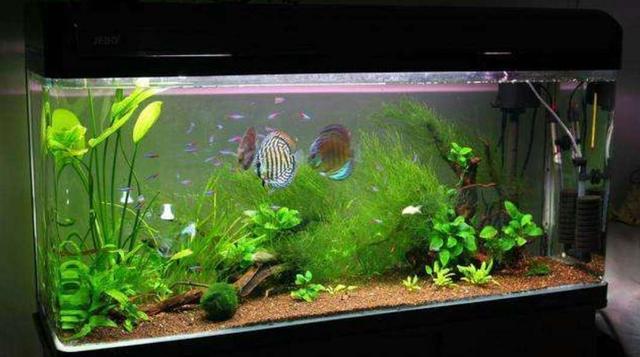 鱼缸水上面很多泡沫是什么原因,鱼缸里下了土霉素好多泡沫怎么办