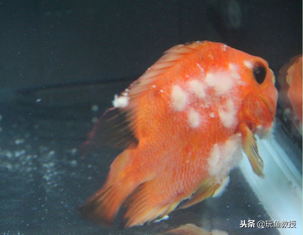 观赏鱼长毛发霉连续用药吗,观赏鱼长白毛怎么办