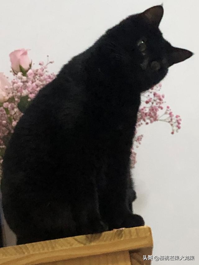 猫咪被蜜蜂刺到嘴里,猫咪被蜜蜂扎到嘴了一直吐