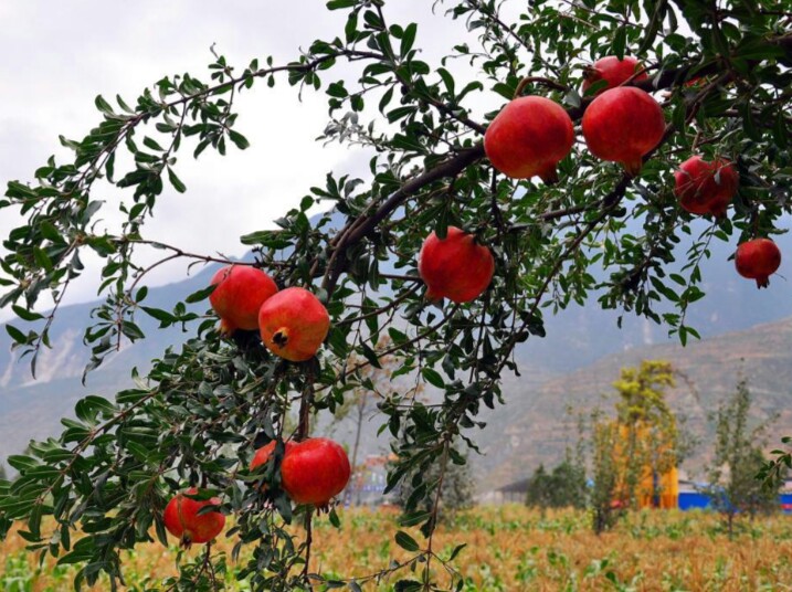 盆栽石榴树什么品种是甜的,石榴树带果实能用水培繁殖