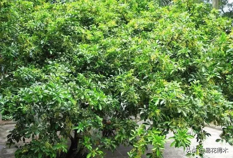 黄珠兰和白珠兰的区别,白珠兰和黄珠兰的区别