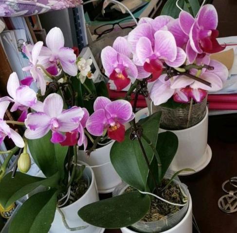 最容易烂根的四种花,花烂根了怎么救活