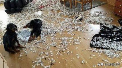 鸭类鸭类,鸭类品种大全