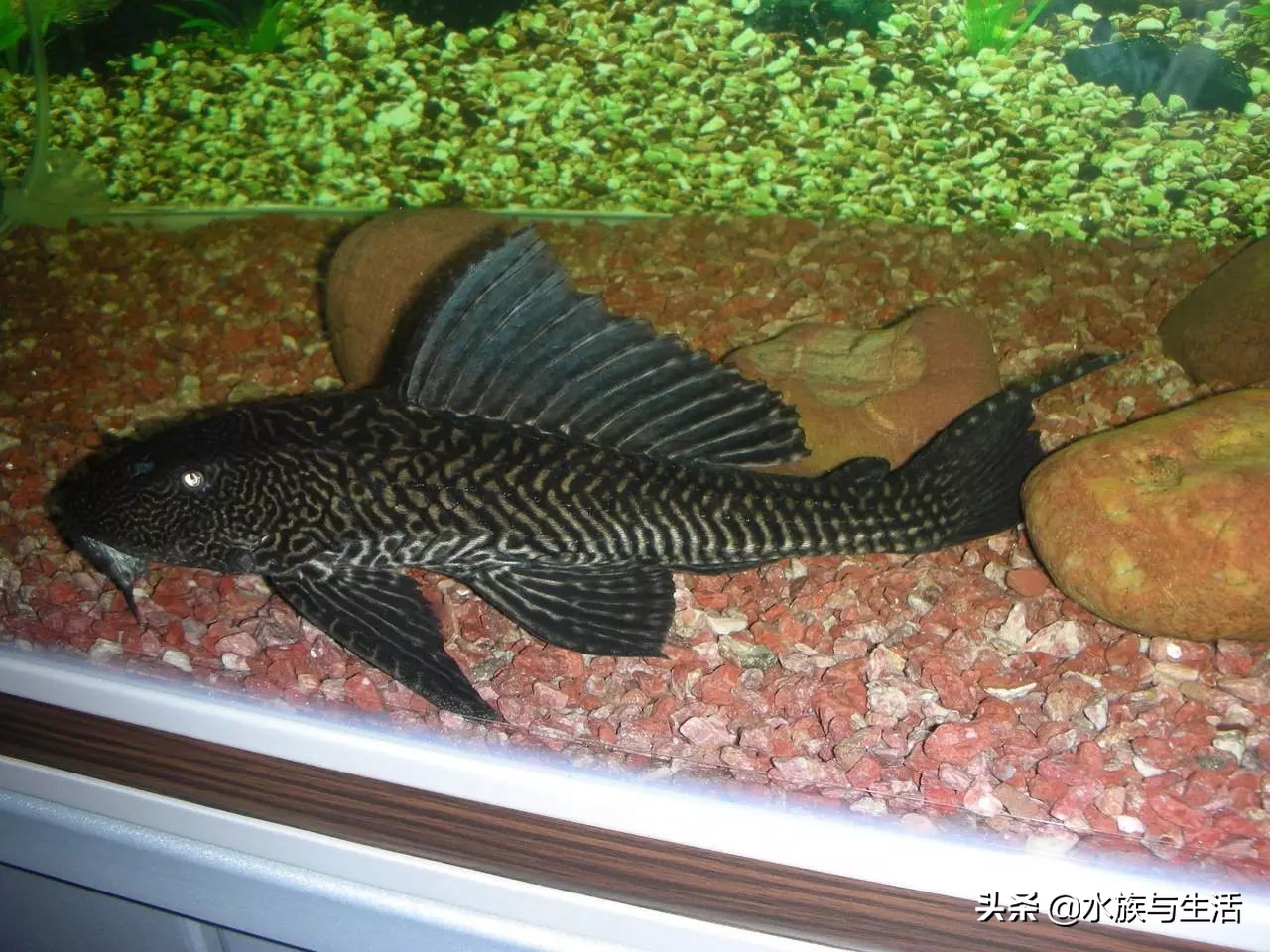 鱼缸中的清洁工最好的选择,鱼缸清洁工清道夫有作用吗