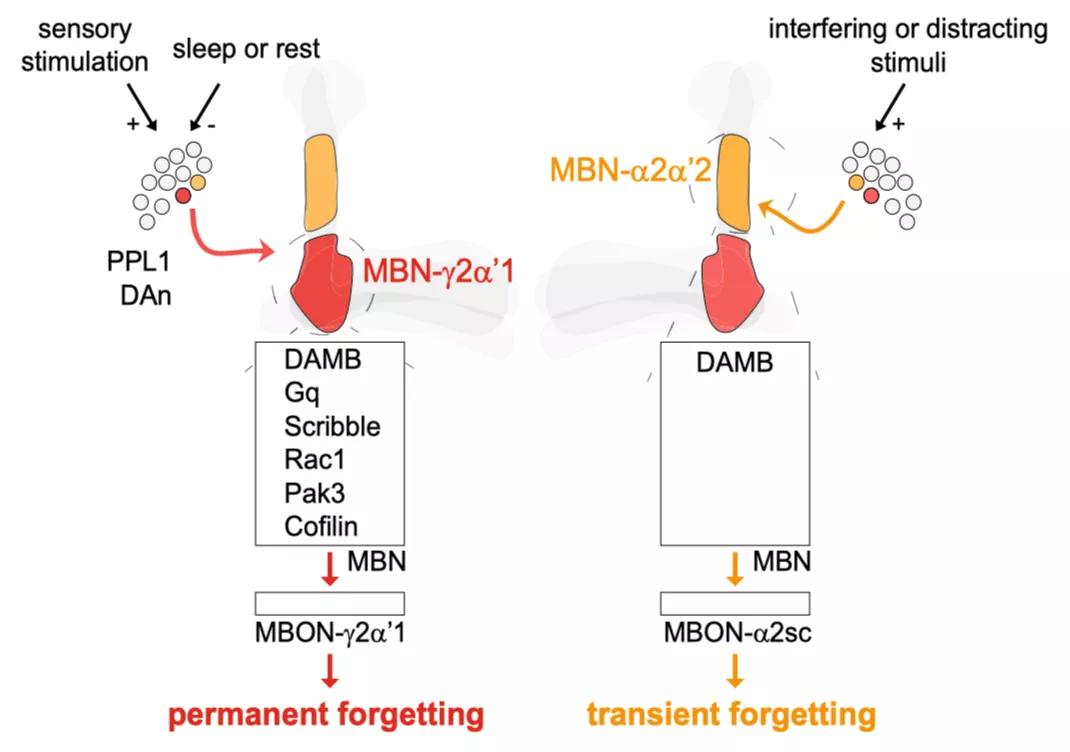 nature记忆法,nature记忆技巧