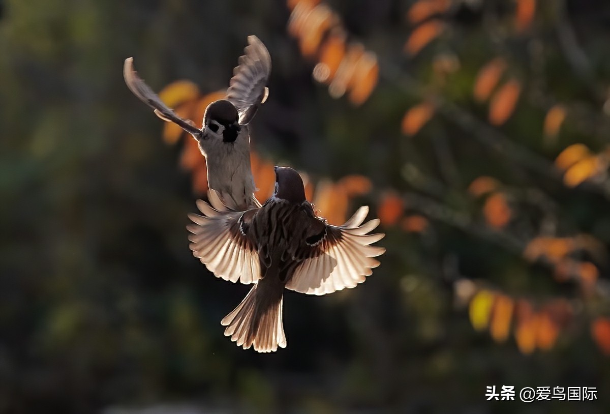 极简鸟类摄影欣赏,2019鸟类摄影作品欣赏