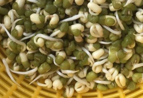绿豆怎么生出绿豆芽,开水生绿豆芽