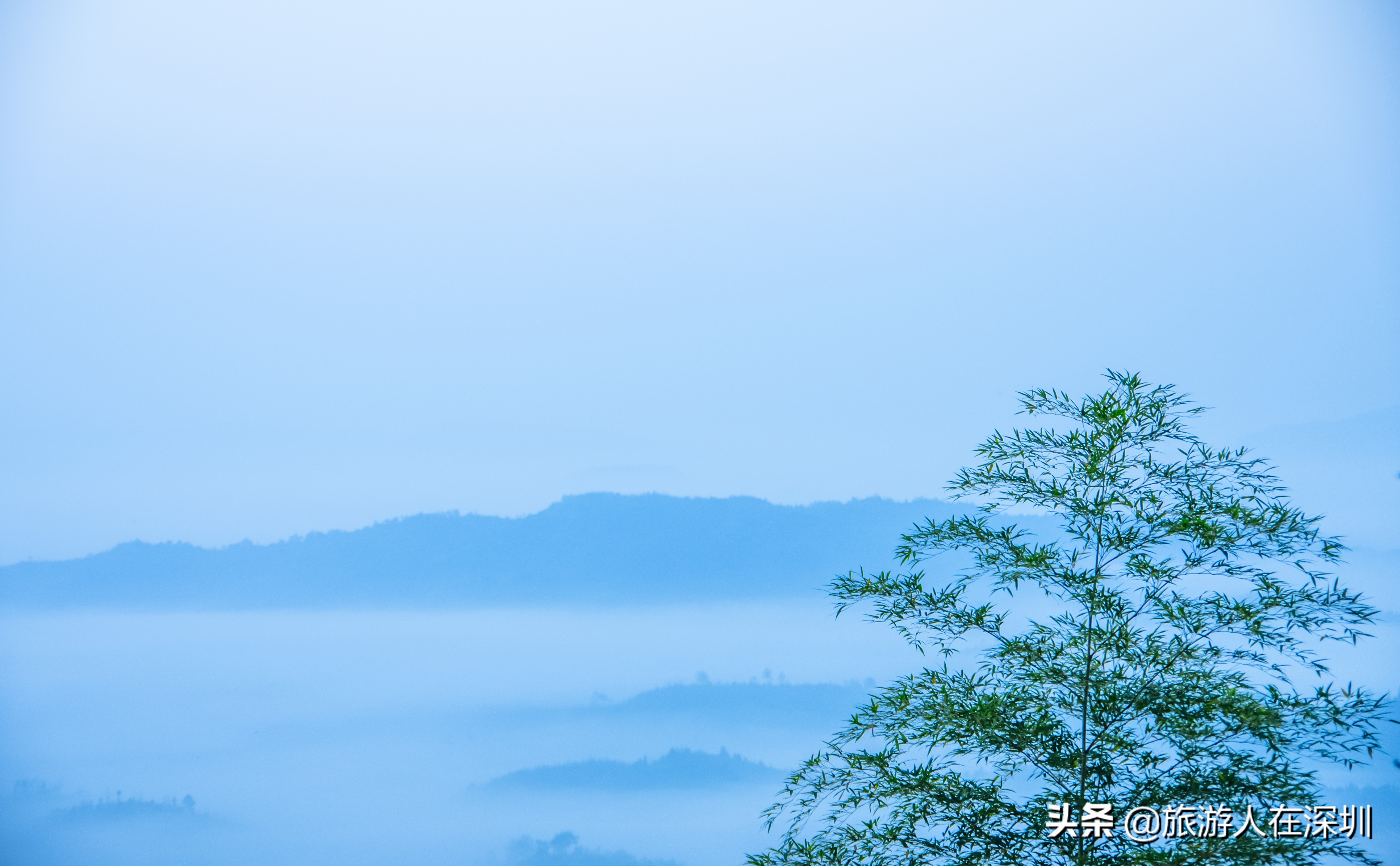 南雄看银杏一日游,去南雄看银杏叶哪里好看点