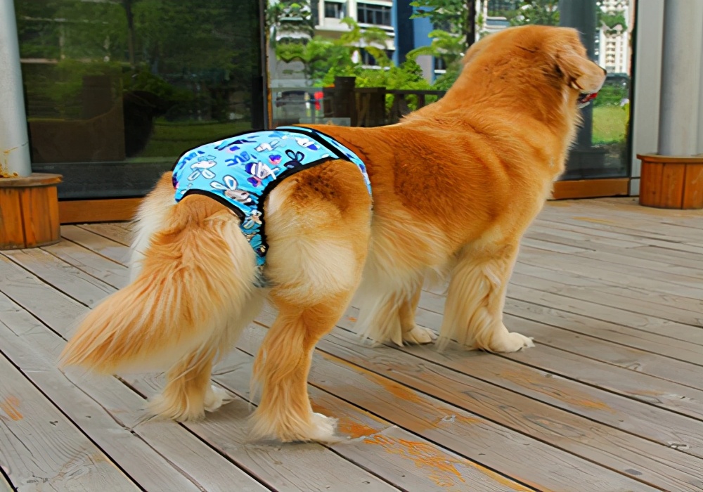 女狗来月经怎么办？狗的护理措施跟人有区别吗？怎么处理？