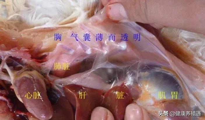 家禽与家禽解剖的不同点,家禽疾病诊断及解剖步骤