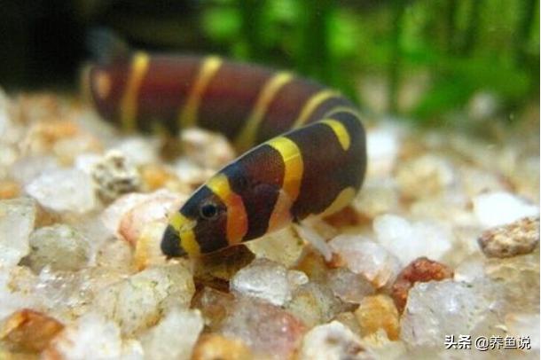 比较好饲养又小型的观赏鱼有哪些,易饲养的观赏鱼大全