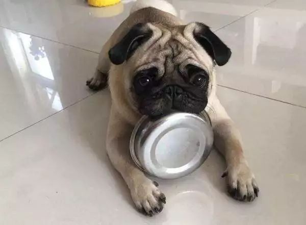 幼犬驱虫药过量会自愈吗,狗狗驱虫后的不良反应怎么处理