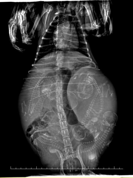 狗狗能剖腹产几次,狗狗剖腹产需要注意什么