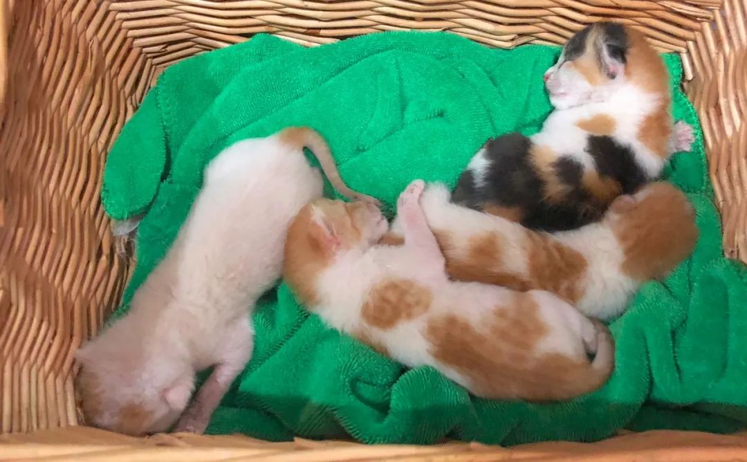 如何给猫咪做驱虫,如何给猫咪做正确的驱虫