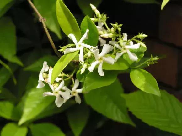 好书推荐快来领取你的宝藏书单,100种百花图谱大全