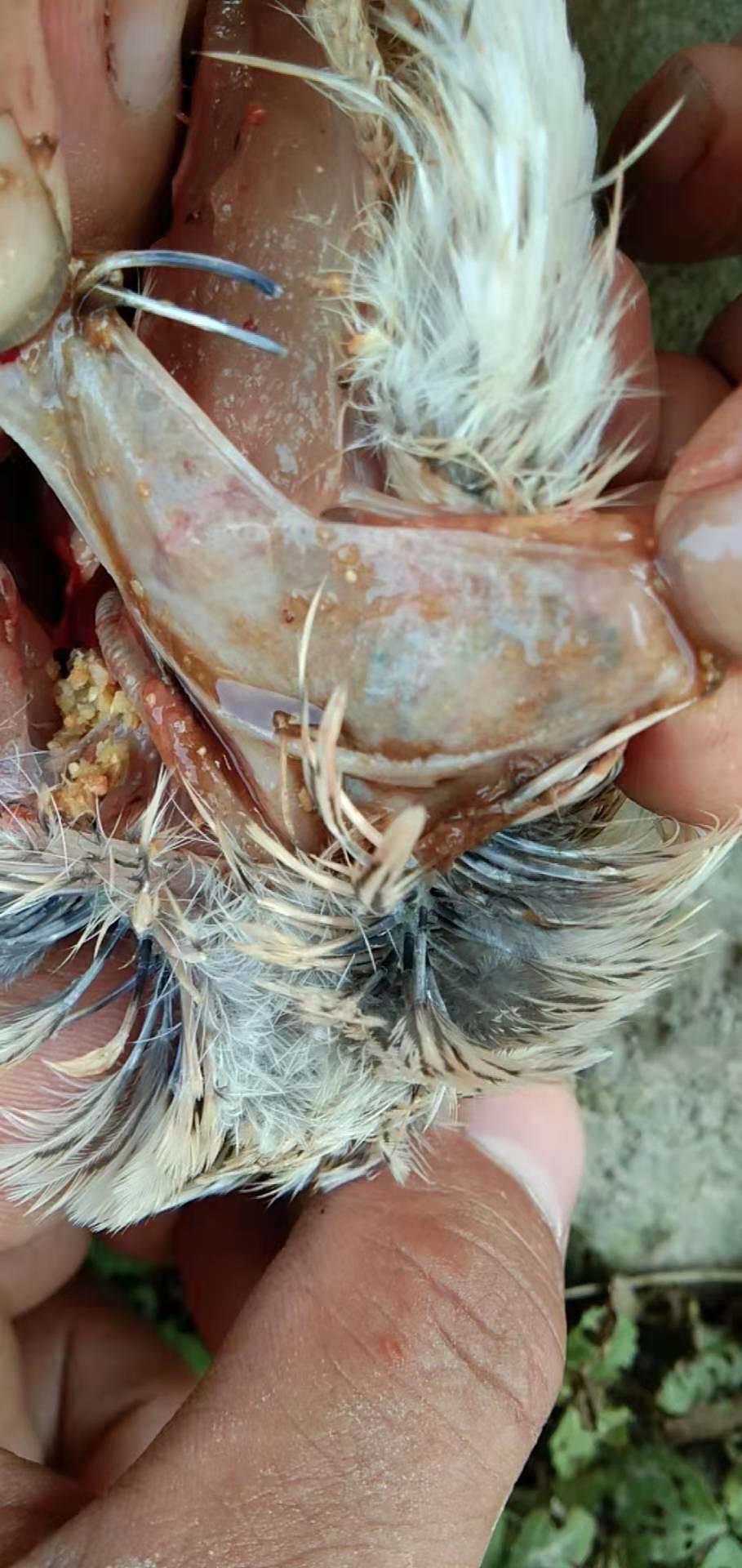 鸡病快速判断处理方法大全图解,鸡群粪便的不同预示着病情也不同