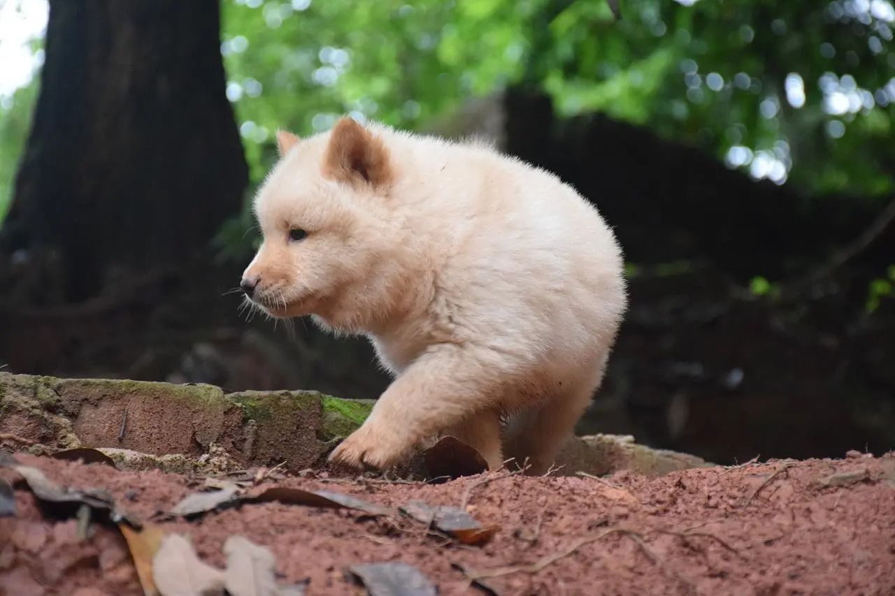 这才是真正的秋田犬,日本忠犬秋田犬