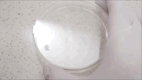 日本小哥用攒了一年的「指甲」给女友做了个钻戒？网友：妈呀变态