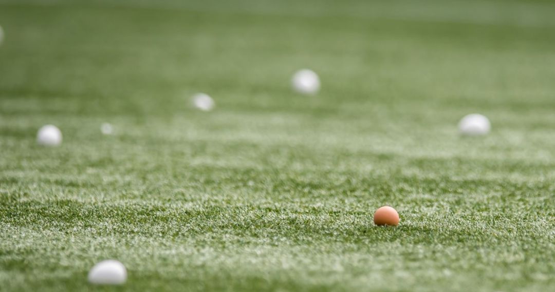 辣椒大葱西红柿芹菜,辣椒大葱西红柿洋葱