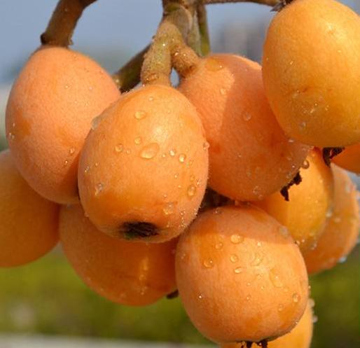 枇杷的哪个品种最好,大果枇杷