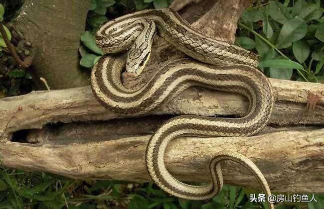 在河里钓鱼遇到大黑蛇真实事件,野钓遇到蛇的真实事件