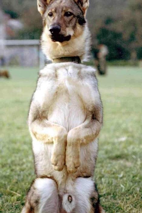 鐙楃嫍澶у叏鍙埍,鍙埍鐨勫皬鐙楃嫍閫佺粰鐖辩嫍浜哄＋