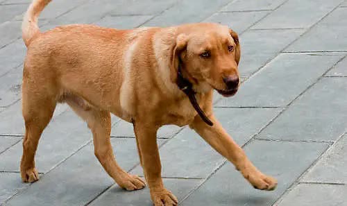 狗狗淋雨后生病的症状,狗狗生病会有哪些症状