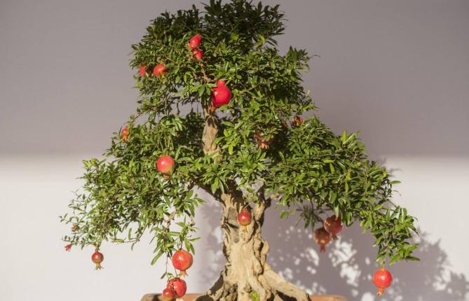 吃完的水果籽不要扔，自己栽种不到1年红花开满枝，2年结果就能吃