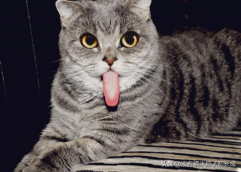 猫咪呕吐未消化完的食物怎么办,猫咪吃完化毛膏呕吐是什么原因