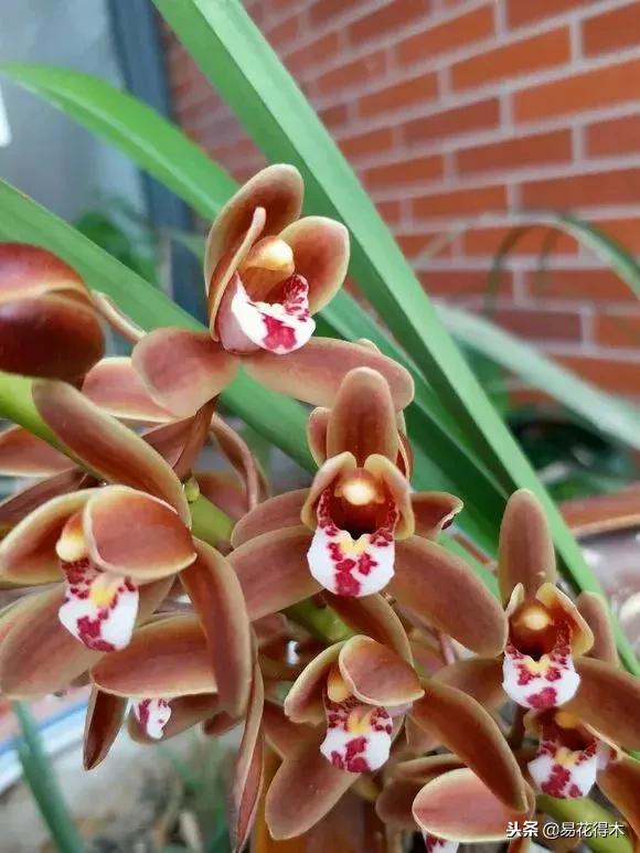 蜜蜂兰和兰花有什么不一样,极品兰花蜜蜂兰