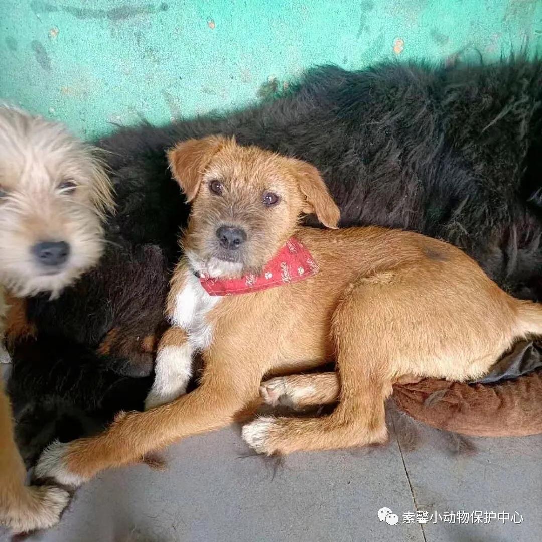 领养代替购买|2021年6月份福州线上宠物领养活动