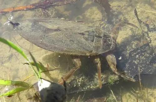 中国稀有动植物名称及分布,中国植物动物介绍
