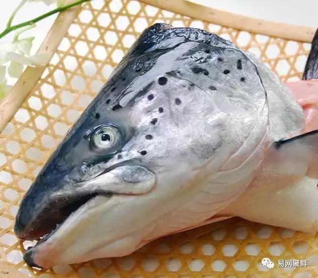 三文鱼都可以做成哪些好吃的,三文鱼鱼头适合多吃吗