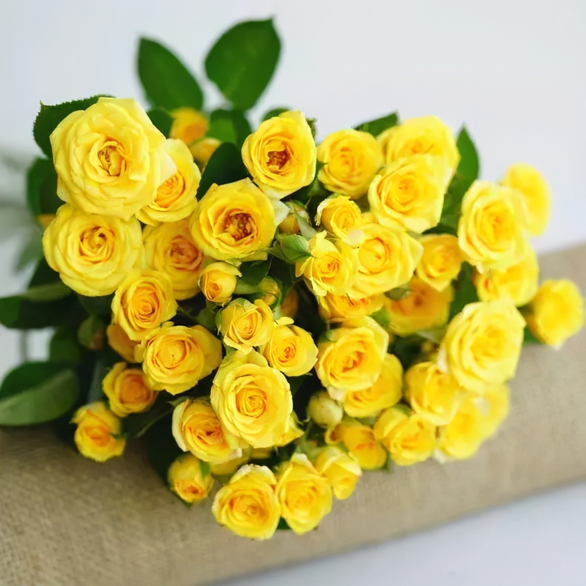 一篇文章带你认识三亚40种花,鲜花图鉴一次性认识30种玫瑰花