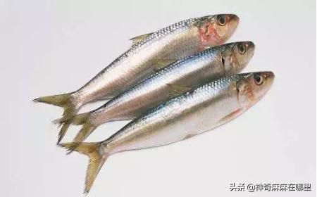 什么鱼dha含量高适合小孩子吃,给孩子吃dha含量高的鱼有哪些