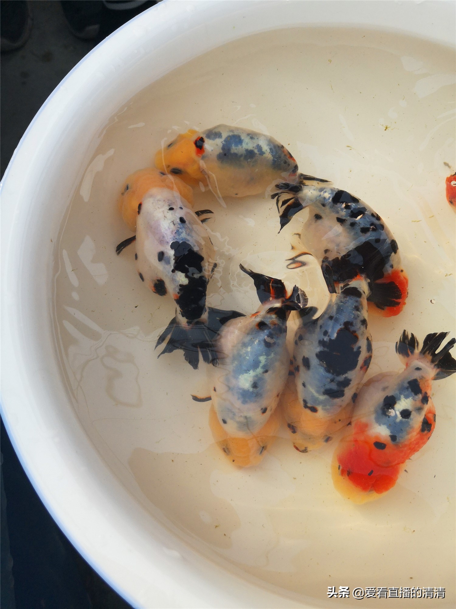 家里小金鱼怎么养才能活得长久,过年了养几条小金鱼