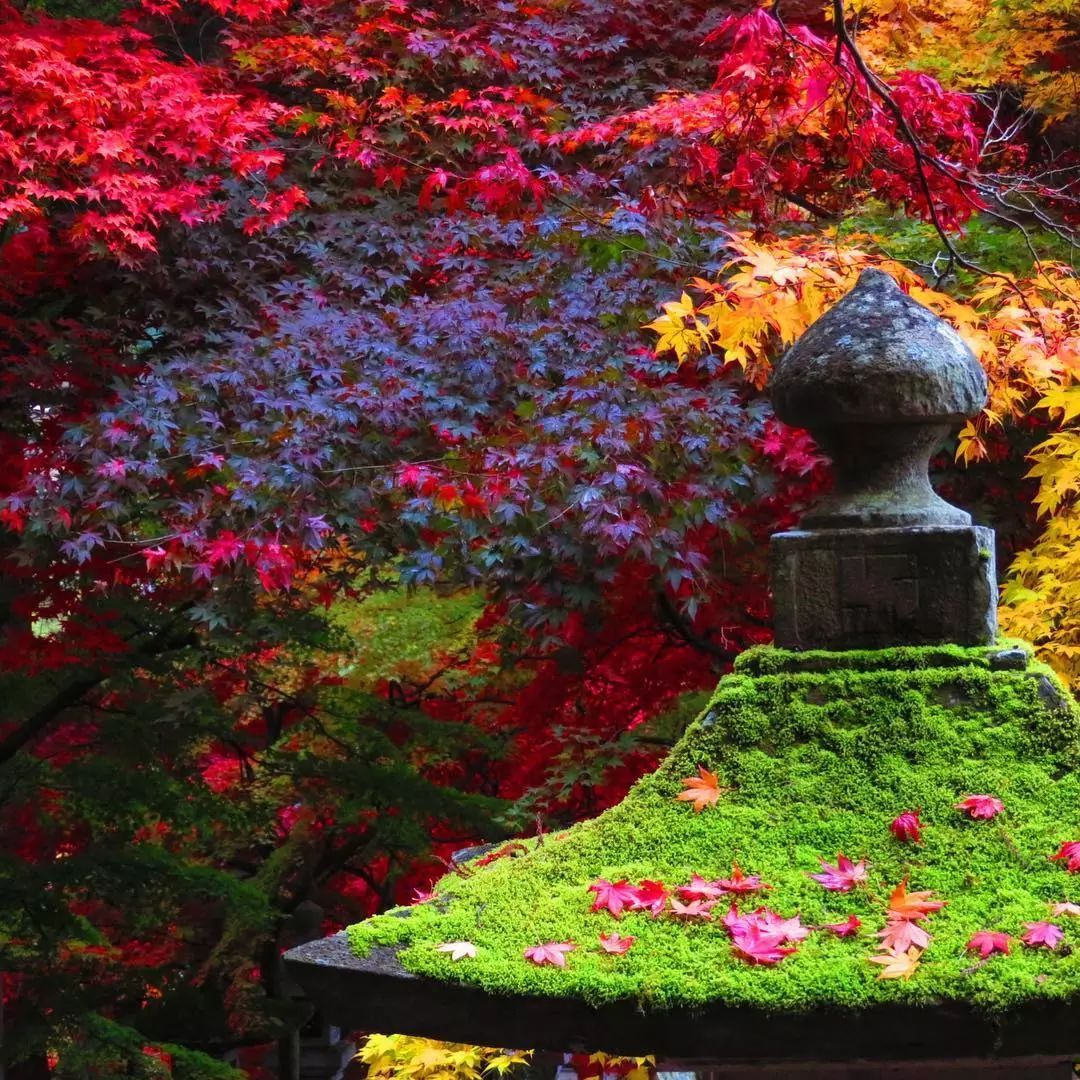 停车坐爱枫林晚，感受火红的秋