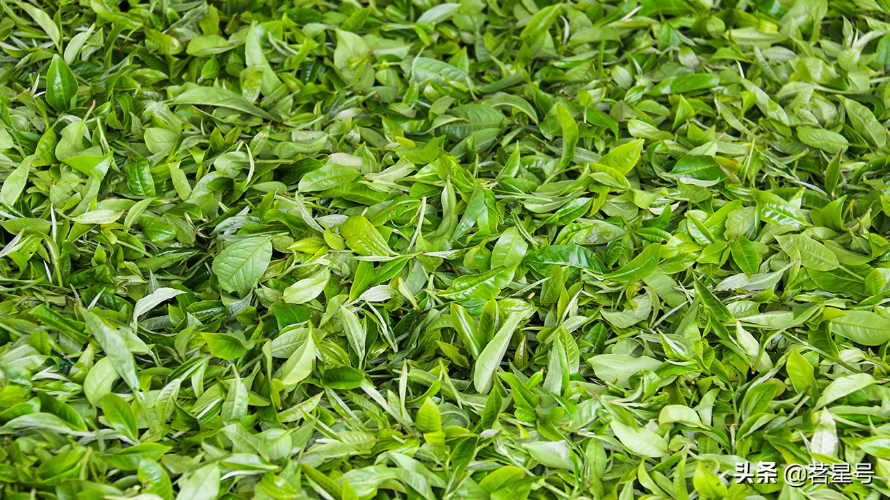 老班章古树普洱茶鉴定方法,老班章古树茶鉴别方法