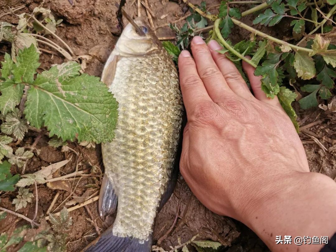 钓到大鲫鱼并非偶然,野钓钓到大鱼的几率大吗
