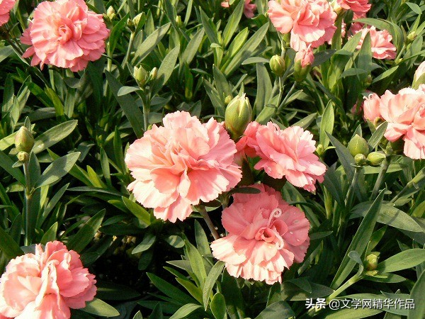 一朵美丽的康乃馨,一朵美丽的康乃馨图