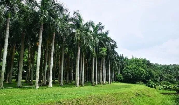 深圳最美最有人气的公园在哪里,深圳最好的十个景区